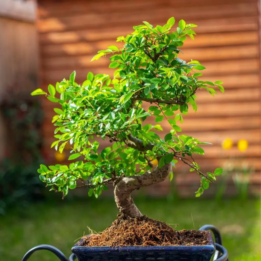 Chinese Elm Bonsai (Ulmus parvifolia)